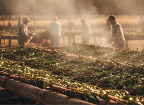 Why The Way Yerba Mate Is Dried Matters