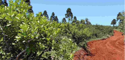 Misiones: Where Yerba Mate Finds It’s Ideal Conditions