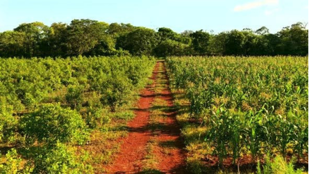 Where Yerba Mate Grows Changes What Is in The Leaf