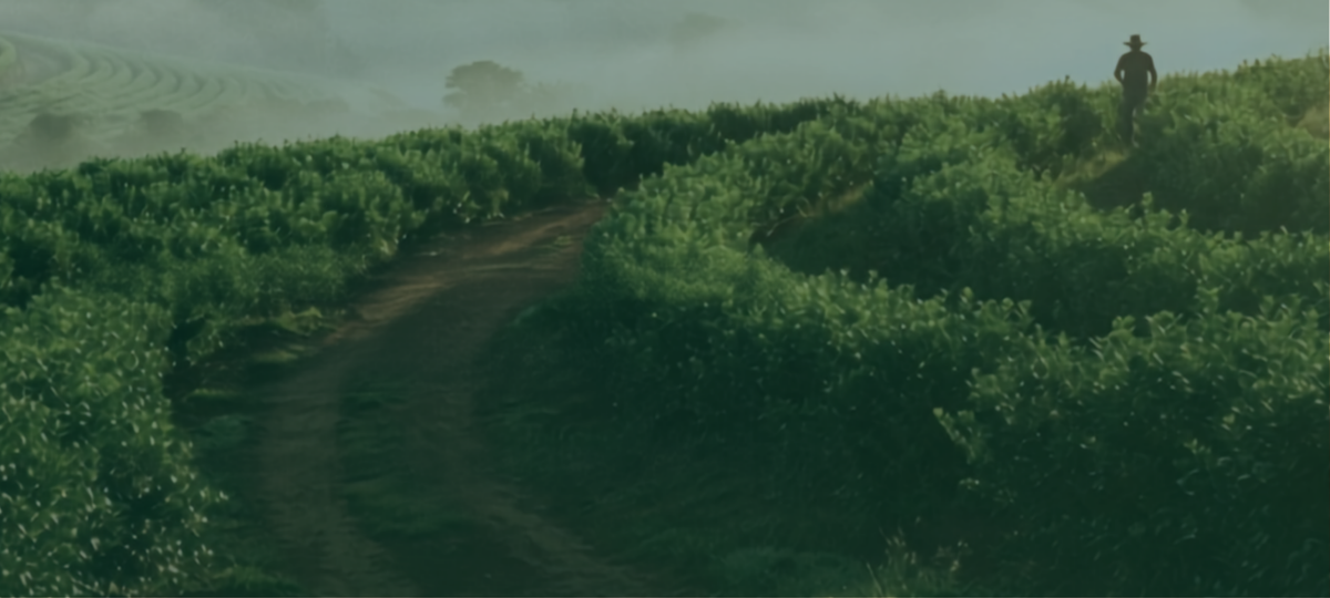 Yerba mate fields in Misiones at sunrise